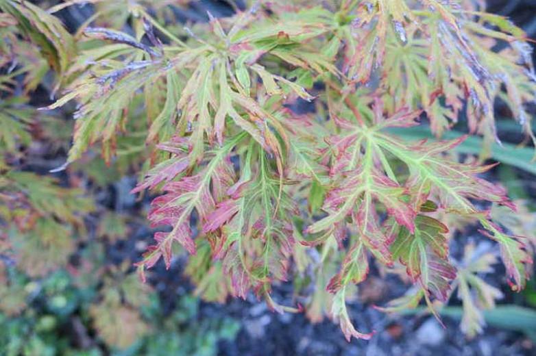 Acer shirasawanum 'Kawaii', Full Moon Maple 'Kawaii', Shirasawa Maple 'Kawaii', Japanese Maples, Fall Color